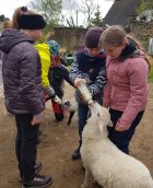 In der Schäferei Klingenberg Kinder füttern Schafe