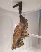 Foto Insektenausstellung